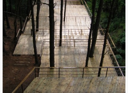 forest platform.jpg