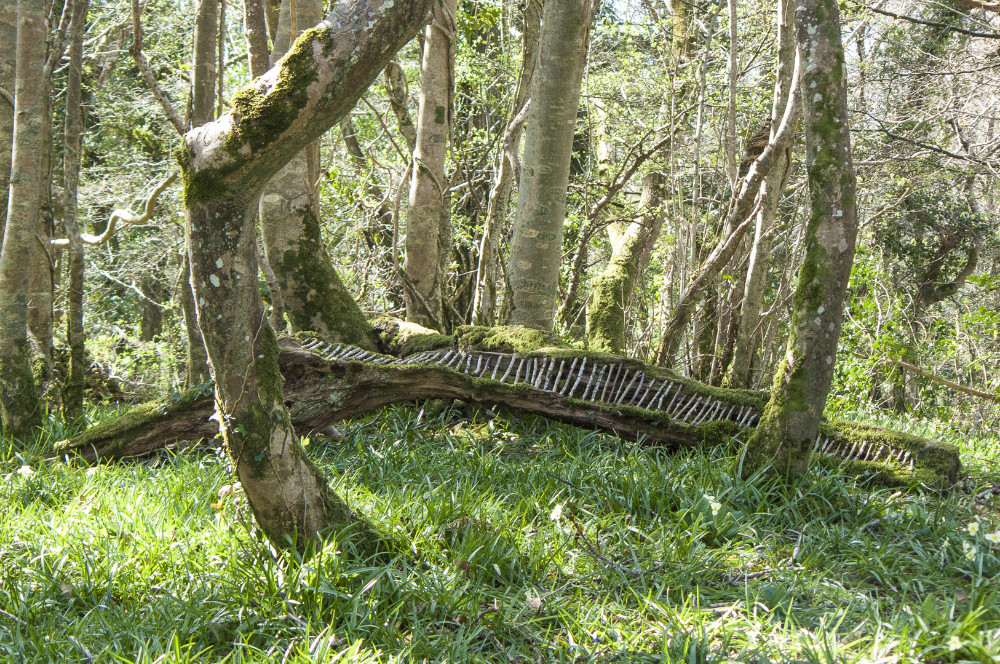 deadwood-bluebells-axis_lindagordon_150418_002.jpg