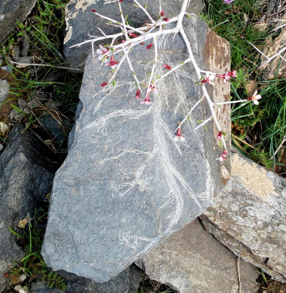 Drawing of spring flower,2015,Babolsar, Iran, Farzaneh Najafi.jpg