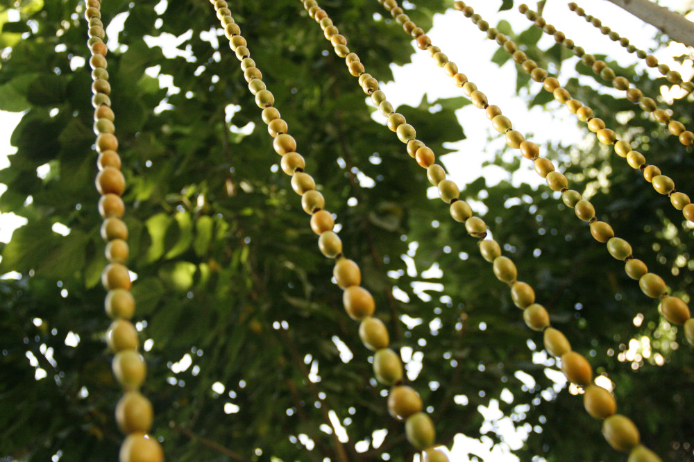 Rose hips curtain.jpg